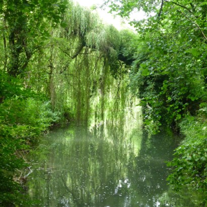 OVERHANGING BRANCHES