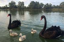 bLACK SWANS ON on Darling River N.S.W.