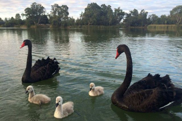 bLACK SWANS ON on Darling River N.S.W.