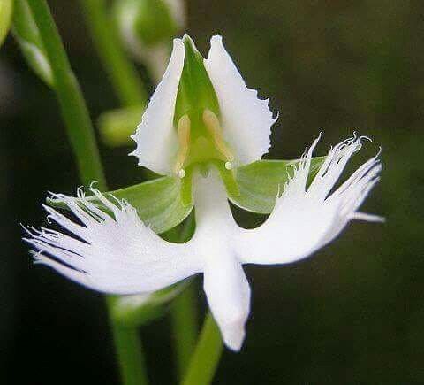 Flower of the Holy Spirit - an orchid. Panama's national flower. a very rare orchid