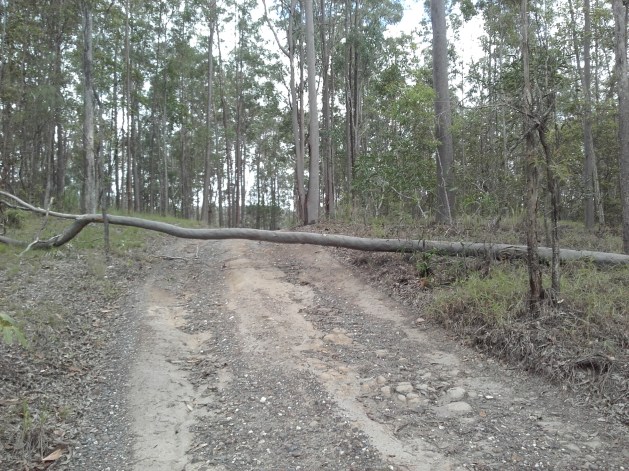 Tree across road, 27 Nov 2017