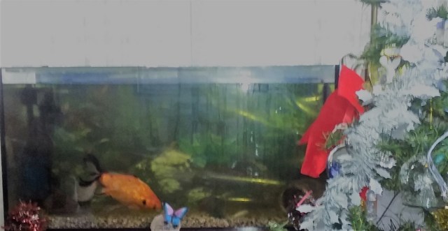 Chips checks out the butterfly.