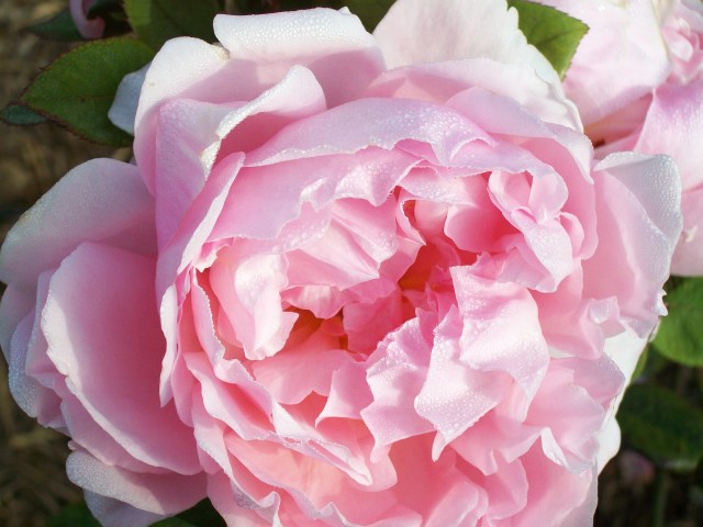 F90 Rose at Woolmer's Estate.