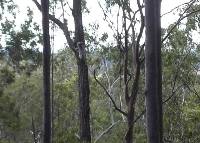 14 Koala near our house climbing tree , 31 July 2017 - Copy