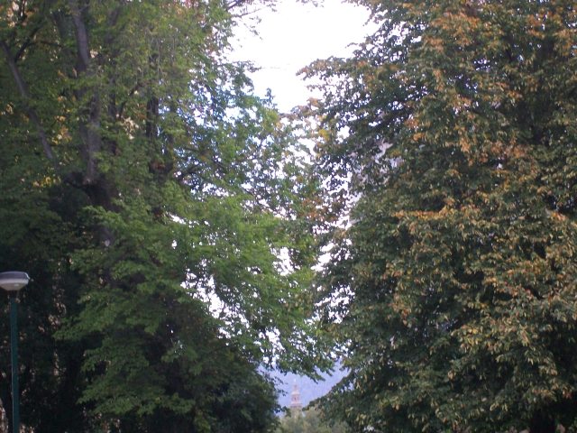 F325 Tree-tops in St David's Park, Hobart. - Copy