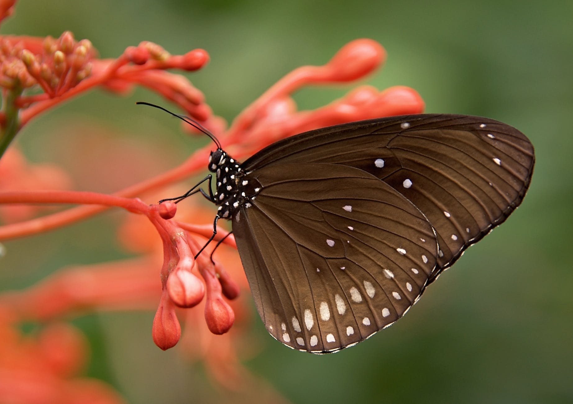 black and white butterfly on red flower