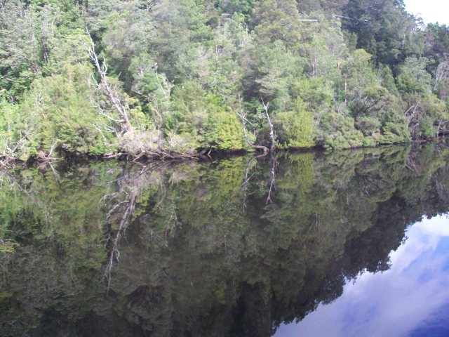 F199 Reflections in Gordon River.