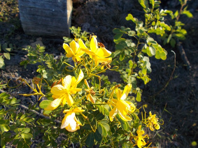 FORESTRY WILD GROWING