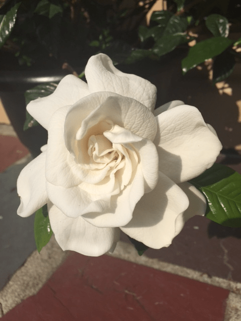 gardenia - Copy.png