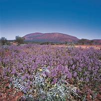 Wildflowers Australia.