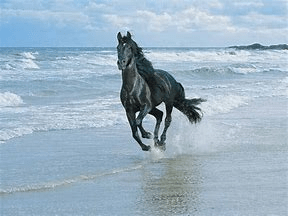 BEACH HORSE