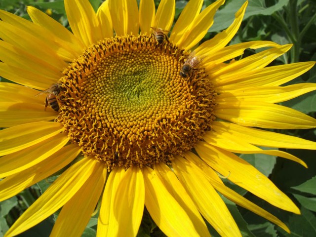 sunflower