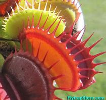 Venus Fly Trap