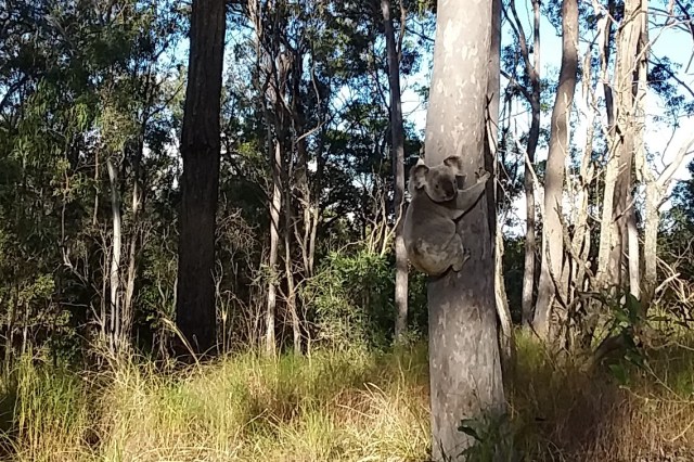 24 Koala at Chynoweth, 3 Aug 2019