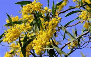 NATIONAL WATTLE DAY