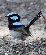 bLUE PLUMAGE. Caught by kitten.