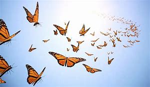 2chasing butterflies