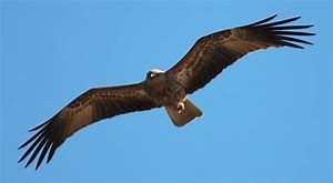 soaring Bird Australia