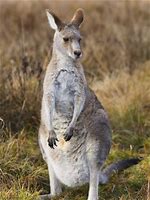 Eastern Grey with white