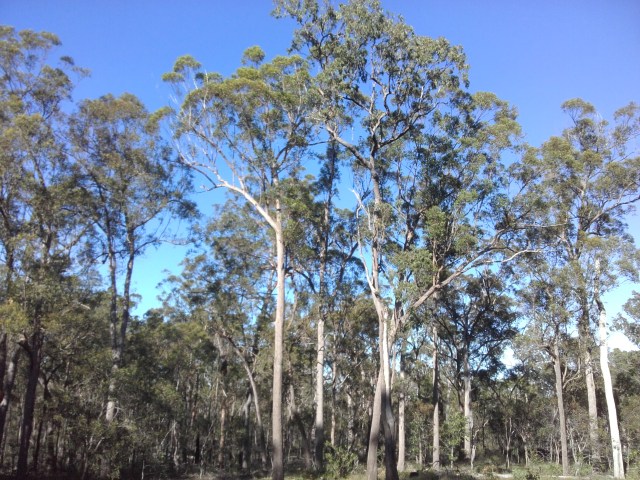 Tree-tops, 11 April 2017