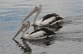 2 PELICANS 2 Blog