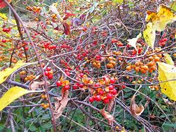 A vine invasive plant